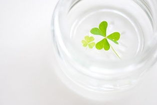 四叶草的爱情花语：一个微小的信号蕴含着幸福与幸运的寓意