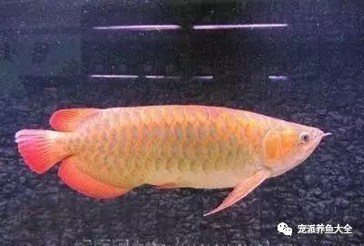 龙鱼掉眼或撞缸，需了解原因及处理方法