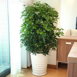 如何选购适合家庭养护的植物，并掌握日常养护的细节操作技巧
