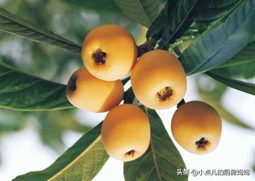 气候条件是关键