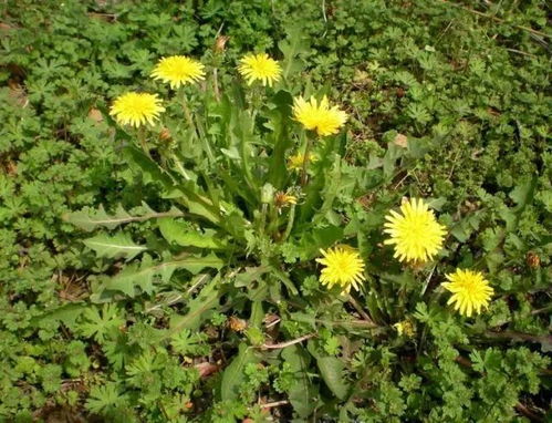 蒲公英的根、叶、花、种子结构如何