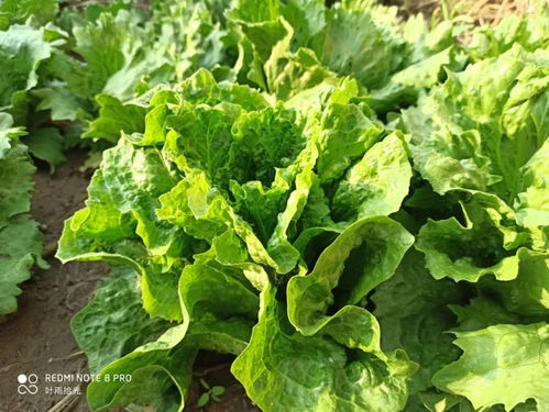 苯甲百菌清，它不是强酸哦！