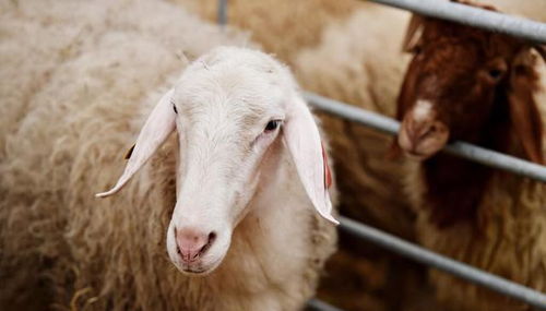 农药， 这个可怕的词汇