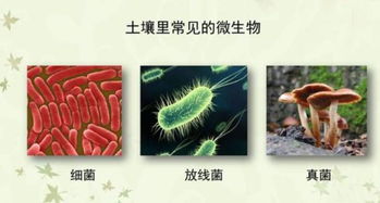 土壤微生物，你了解多少？