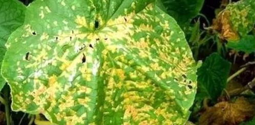 如何避免溴菌腈使用错误，省钱又高效？