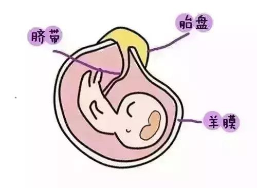 狐狸妊娠期间，如何有效保胎