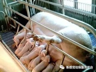 母猪过早教槽对泌乳Neng力有负面影响吗？