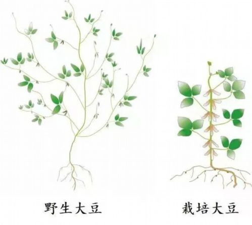 睡莲种植方法中，正确的栽种步骤是怎样的