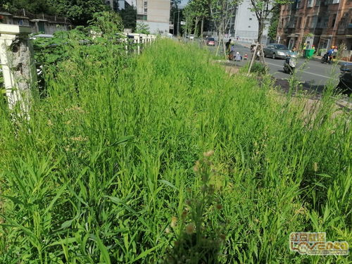 雨后杂草疯长，苗木人如何高效除草以保护苗木生长？