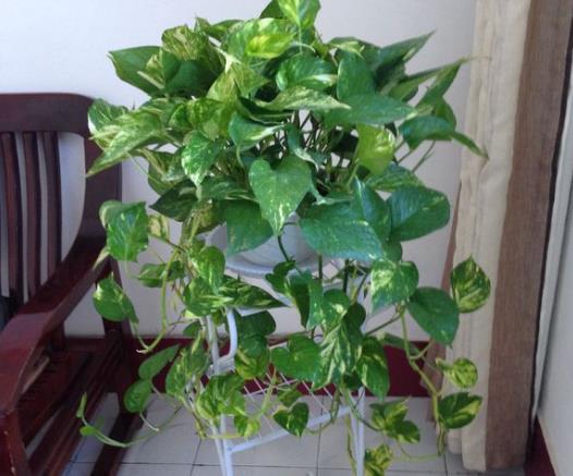 原因二：土壤问题