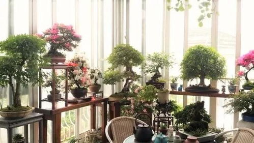 去年我试过的品种， 新手照着买准没错