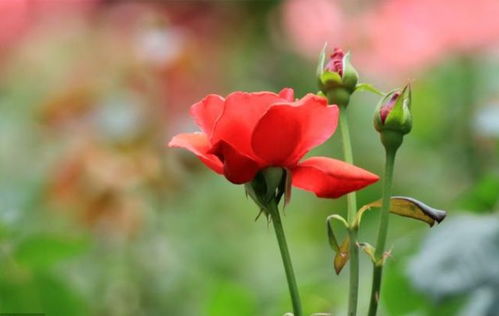 冬天月季花苞开放的小秘密