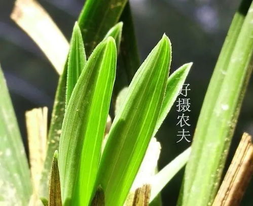 高效农药的选择与使用