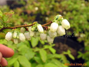 探寻上海花卉种苗的佼佼者
