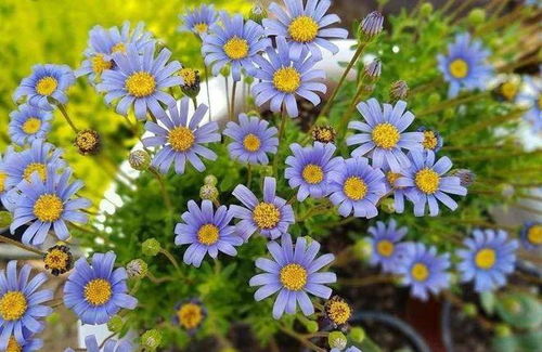 非洲菊秋天播种：合适吗？