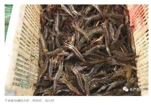 2025年养虾选什么虾子饲料品牌，新手如何避坑？