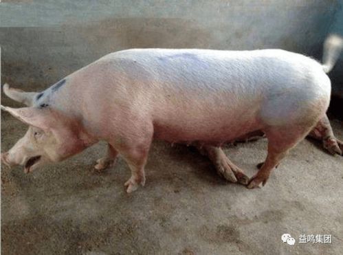 猪呼吸道疾病频发，防控关键在管理