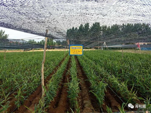 乙草胺：用途与使用方法