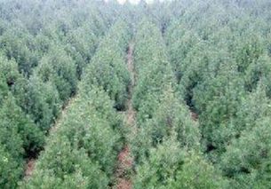 白皮松的家在哪里