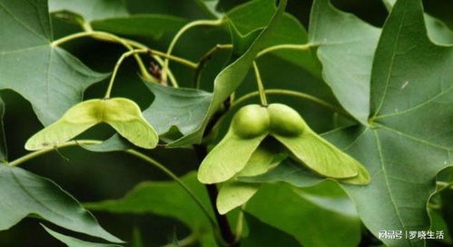 黄金比例，究竟是多少