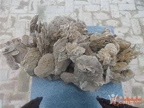 沙漠玫瑰，又称沙漠玫瑰石