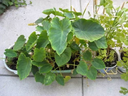 芋头如何种植才能长出叶子？