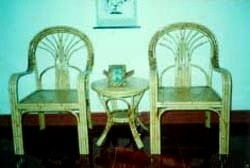 竹子的种类与养殖方法