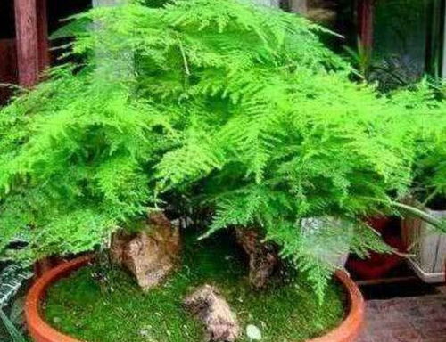 文竹种植多久后盆栽土壤开始板结