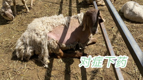 高效驱虫技巧：为羊群打造无虫健康环境