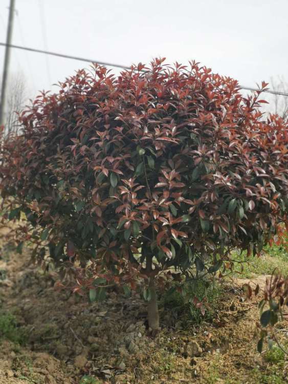 一、 区别红叶石楠和红叶女贞的形态特征wan全不同