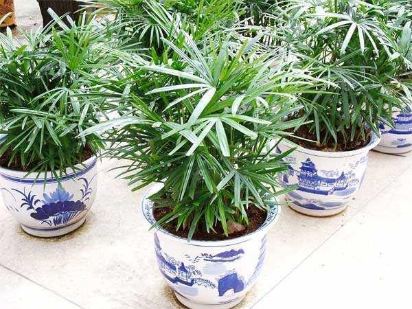 蜈蚣适宜生活湿度在60%