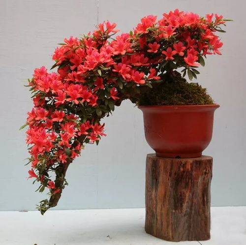 虎刺梅花有毒吗？需要注意什么？