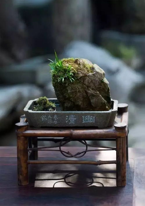 菖蒲为什么养不活？我来告诉你！