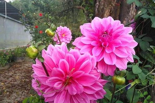大丽花冬季如何储存？如何确保其来年绽放依旧