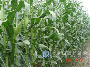 玉米发酵肥料制作方法中，玉米饲料多少钱一斤？