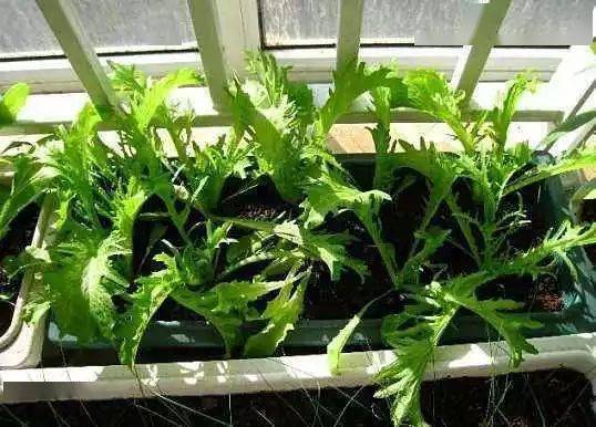 茼蒿种植指南：十一月播种，享受丰收季节！