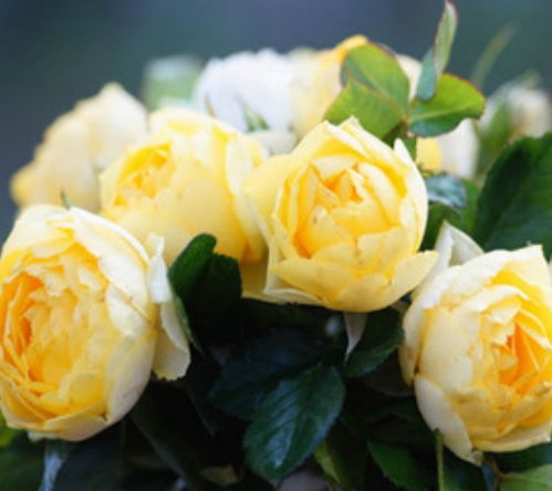 金丝雀的花色明亮， 颜值出众