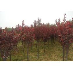 红叶李的种植技巧