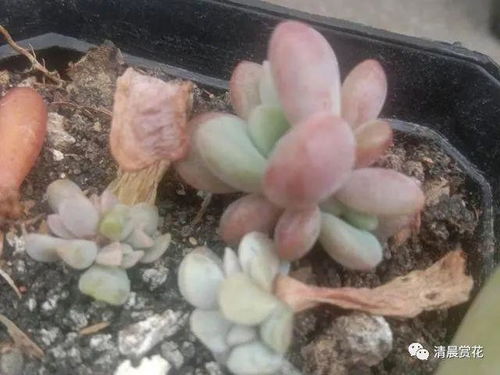 奥普琳娜多肉爆头技巧，快速实现多头生长的方法