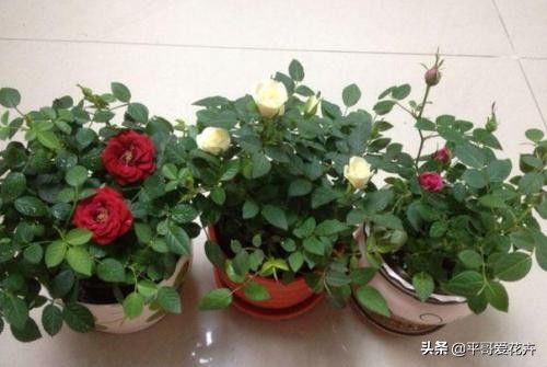 养花总烂根怎么办？懒人植物大揭秘！