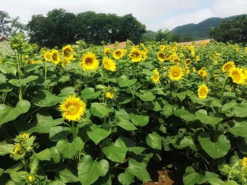 梗多耐湿花卉推荐