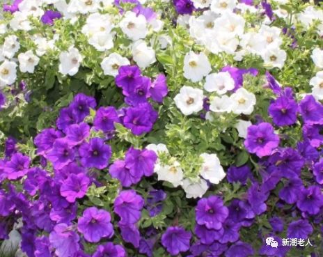 矮牵牛：不怕晒的耐热王