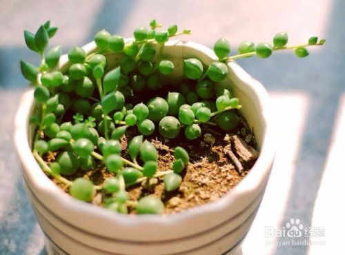 施肥方法要得当