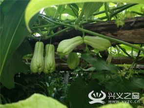 佛手瓜种植无公害优质生产技术，关注病虫害防治与土壤管理
