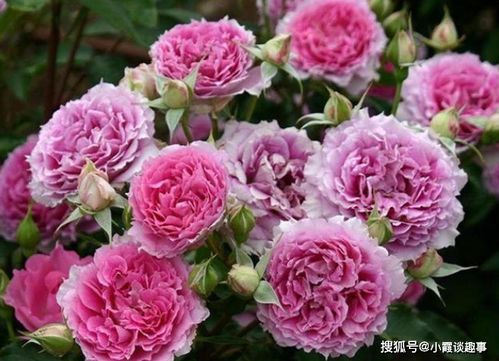 说说这个托妮莎德月季和粉天方夜谭月季的花期