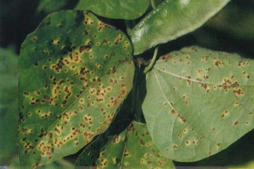 三、锈病症状的防治方法