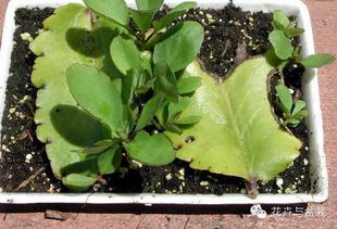 二、 如何找到蕞佳播种时机