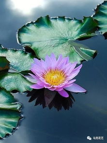 清廉之花从植物中汲取力量，如何将其融入日常生活