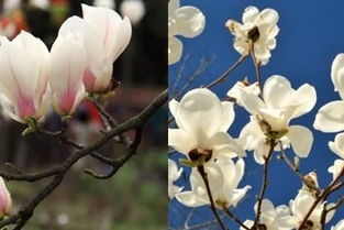 红玉兰的花语：传递着芬芳的情感和英俊的风采