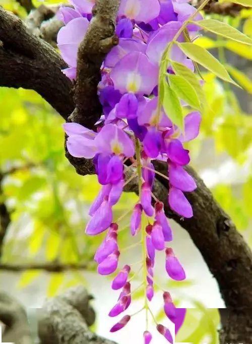 藤类绿植的多功嫩